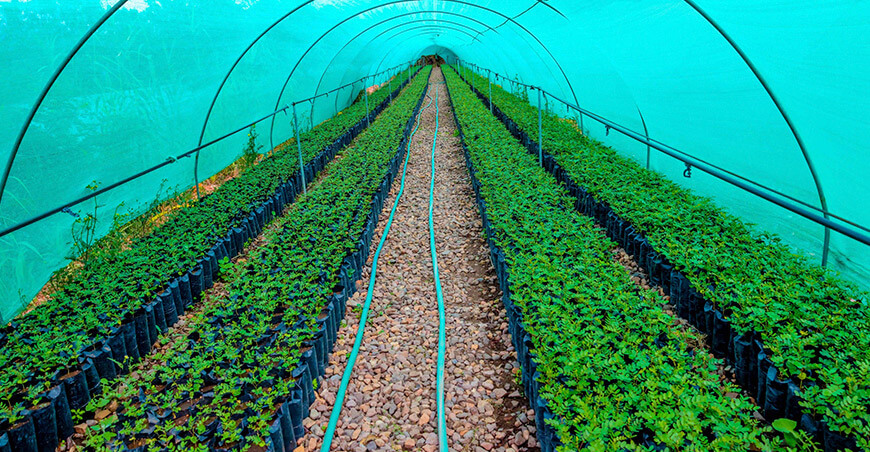 producción de plantones tara Huanta Ayacucho Perú