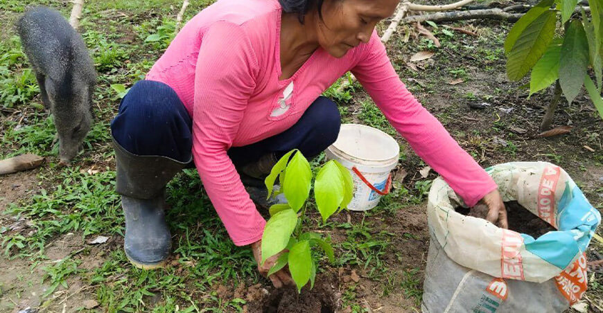 Comunidades nativas sembraron 4000 plantones de tornillo Amazonas Perú IIAP