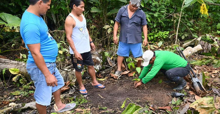Comunidades nativas sembraron 4000 plantones de tornillo Amazonas Perú IIAP