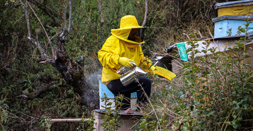 Entregaron bienes para fortalecer la producción de quinua y apicultura en Acocro