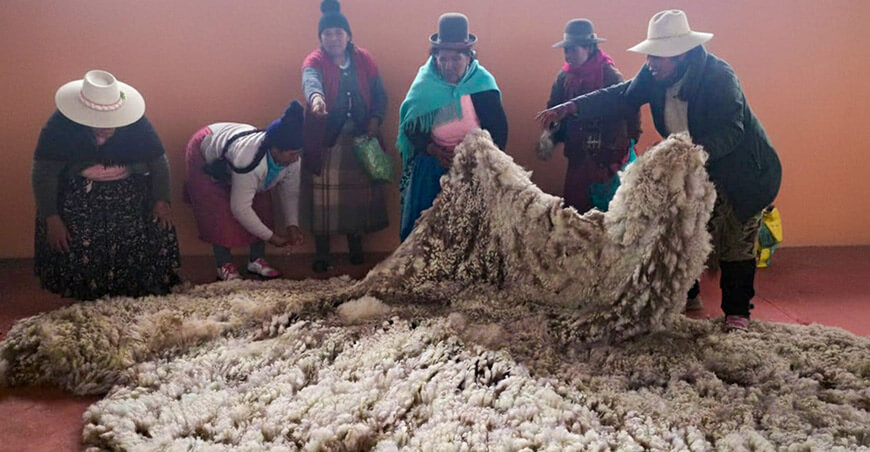 Alpaqueros y artesanos fortalecen sus capacidades para incrementar el valor de su fibra Lampa Puno ITP Perú