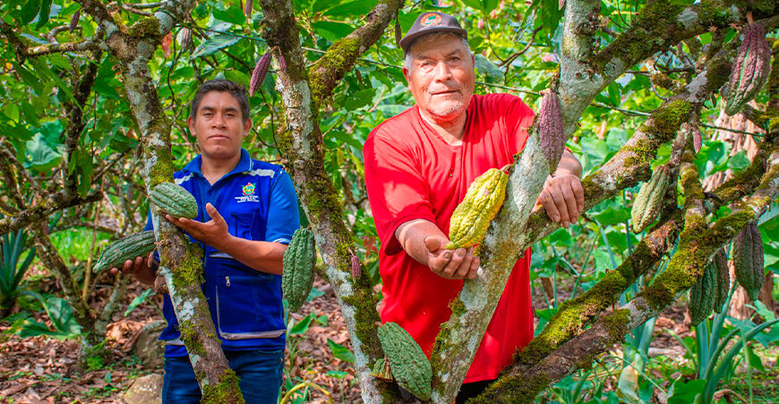 Cacao Vraem productores de cacao