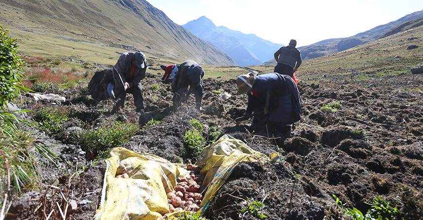 productores cosechando papa en Perú
