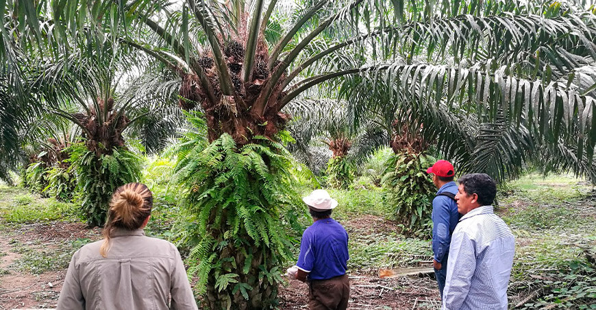 palma aceitera Perú