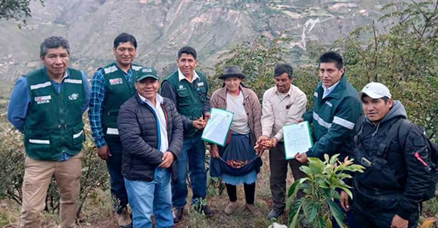 Serfor formalizó a productores de tara e impulsa la competitividad del recurso