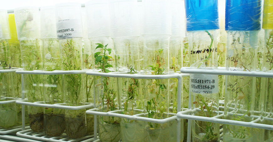 Recursos Fitogenéticos para la Alimentación y la Agricultura FAO Perú