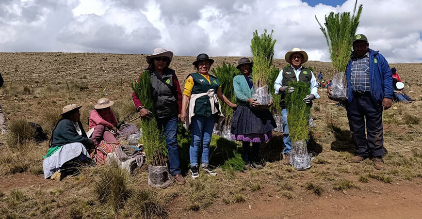 Instalan plantación forestal para recuperar 3 hectáreas en Colca