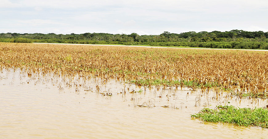 Activan el Seguro Agrícola Catastrófico ante crecida del río Ucayali que afectó cultivos