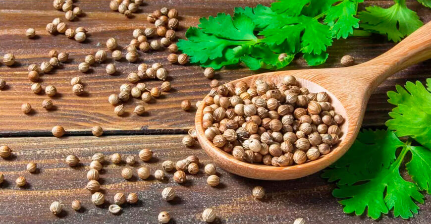 semillas de culantro