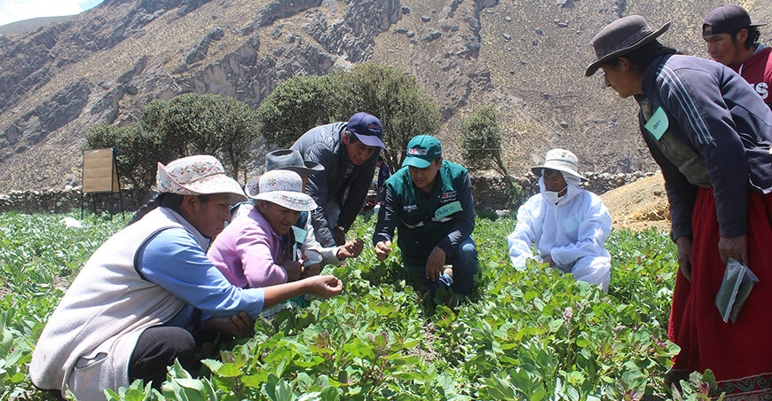 Senasa aprobó la creación del Sello de Buenas Prácticas Agrícolas Perú
