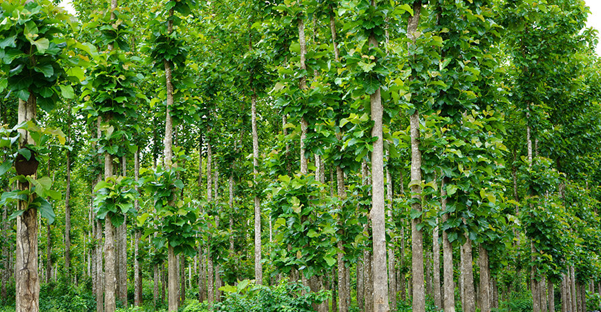 plantaciones comerciales forestales Serfor Perú 