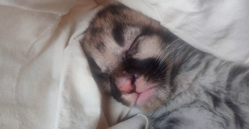 Serfor rescató cría de puma hallada en el fundo Monte Lima Piura Perú
