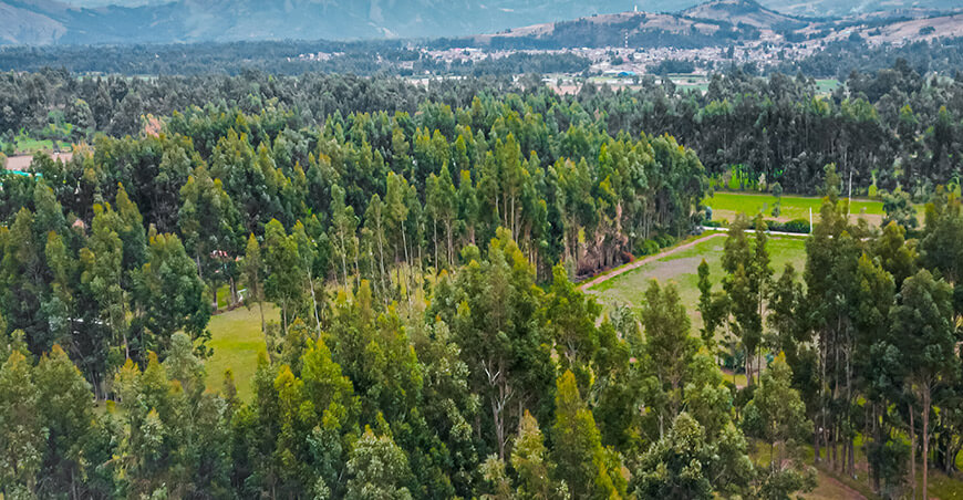 plantaciones forestales comerciales Serfor Perú