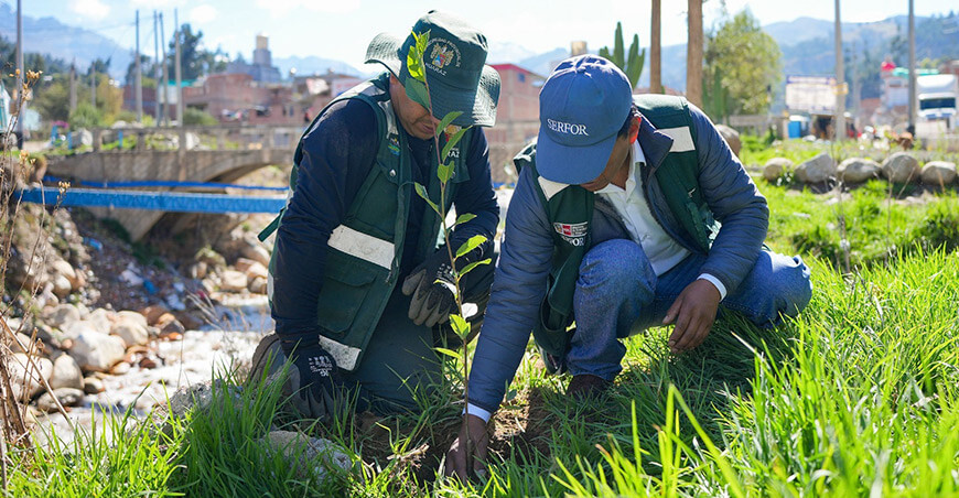 Serfor impulsa protección de ecosistemas forestales con jornadas de reforestación y educación Ancash Perú