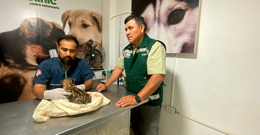Serfor rescató cría de puma hallada en el fundo Monte Lima Piura Perú
