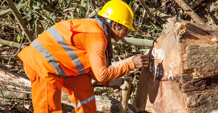 Serfor es reconocido por impulsar norma que garantiza el origen legal y sostenible de la madera Perú