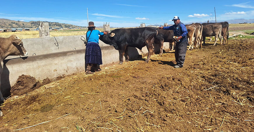 Impulsan acciones técnicas para mejorar la competitividad de vacunos de engorde Puno Perú