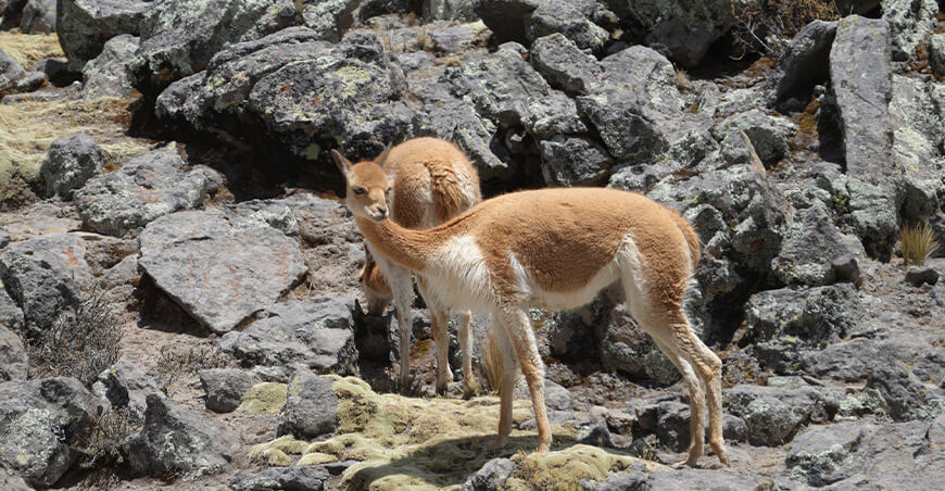 El distrito de Chachas tiene la mayor población de vicuñas del Perú