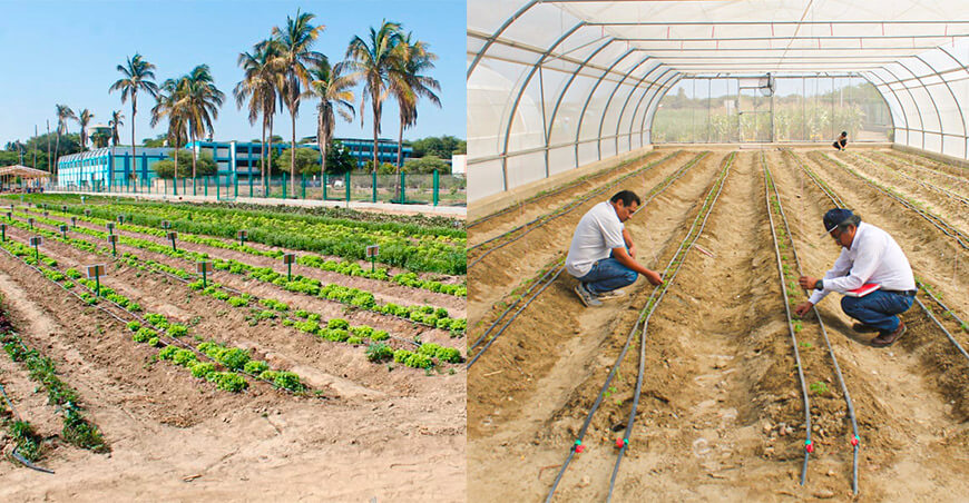 Inauguraron centro de experimentación agrícola con tecnología de punta Piura Perú
