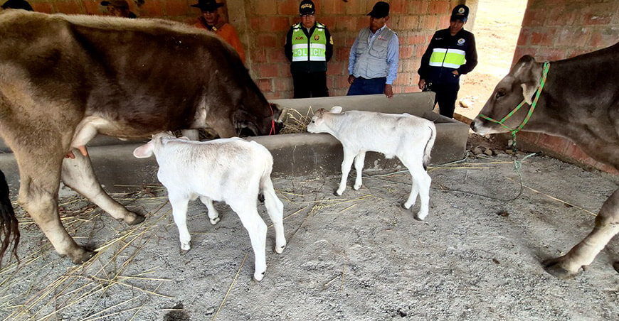 Protegen ganado vacuno con cobertizos en la comunidad de Sorcco Apurímac Perú