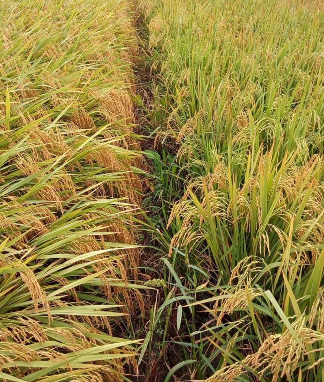 sogata en el arroz Perú