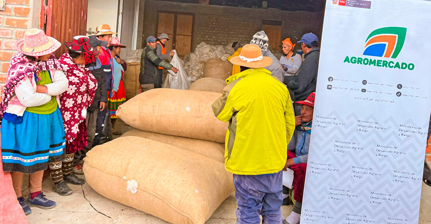Productores de Apurímac comercializan 147 000 libras de fibra de alpaca a la industria textil con apoyo de Agromercado 