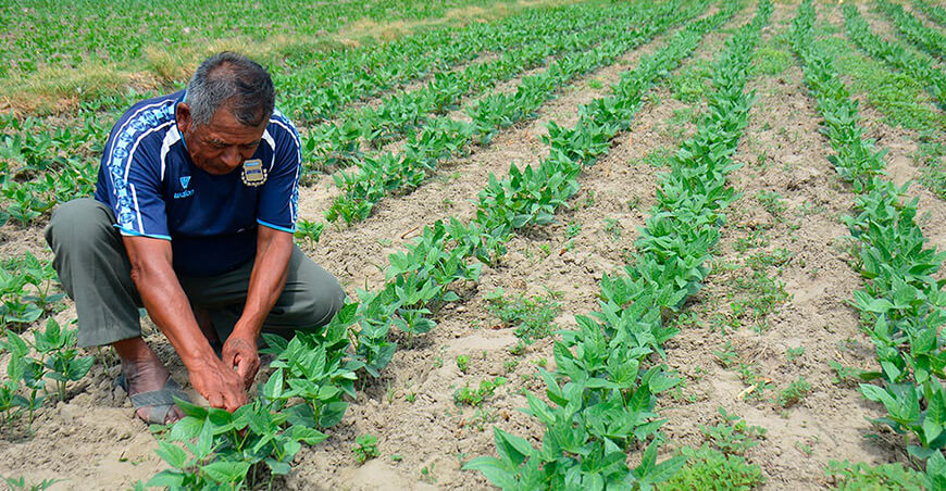 avance en la siembra de cultivos transitorios productores Piura Perú