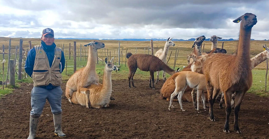llamas Pasco Perú