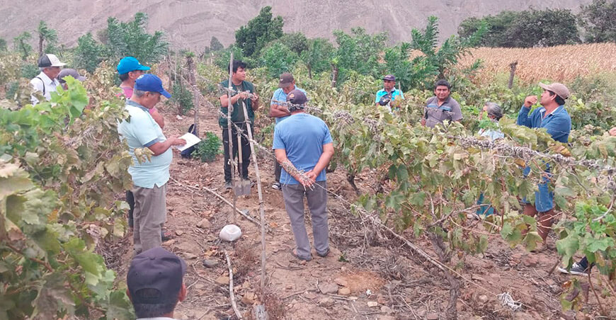 productores de papa Perú