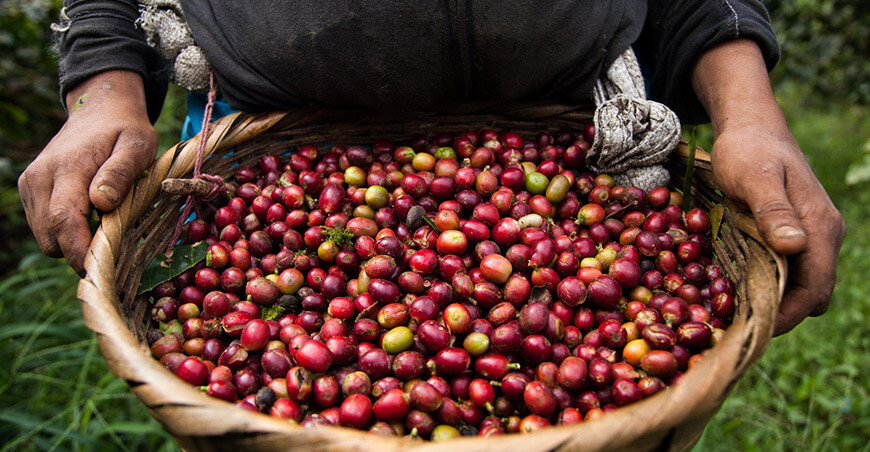 La Positiva lanza el primer seguro paramétrico del Perú para proteger a miles de caficultores