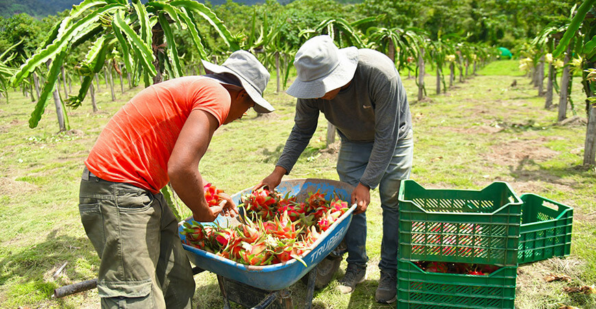 cosecha pitahaya Pichari Cusco Perú