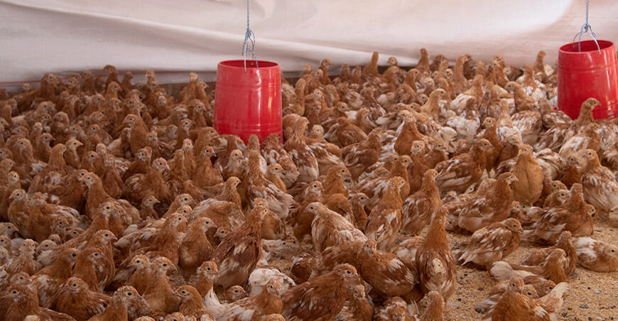 Impulsan cadena productiva de gallinas de asociación de Yadquire Procompite Coyllurqui Apurímac Perú 