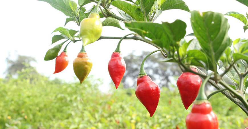 cultivo Capsicum