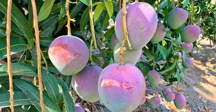 Cultivo de mango Perú