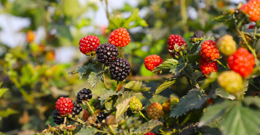 cultivo de moras Proyecto Frutos Rojos del Perú fundo “Vermelho” Lambayeque Perú
