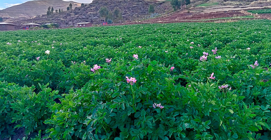 cultivo de papa Perú