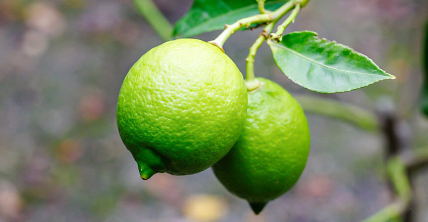 cultivo de limón sutil Perú