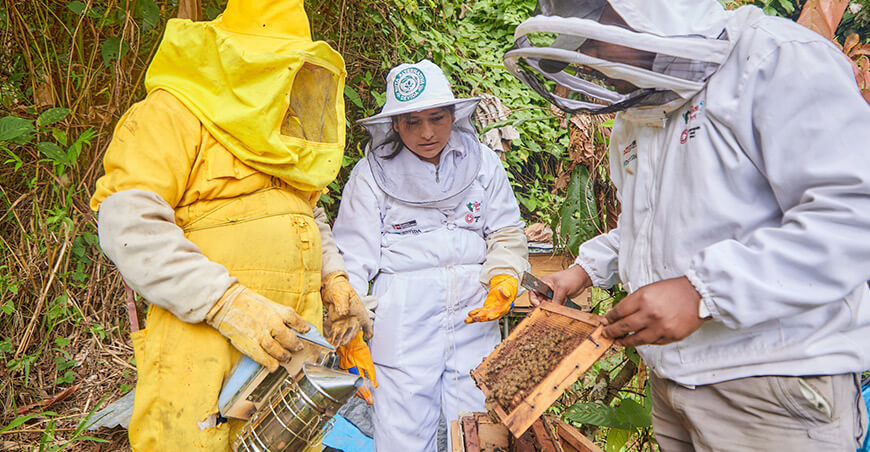 Apicultura impulsa desarrollo y bienestar de familias en el Vraem Devida Perú