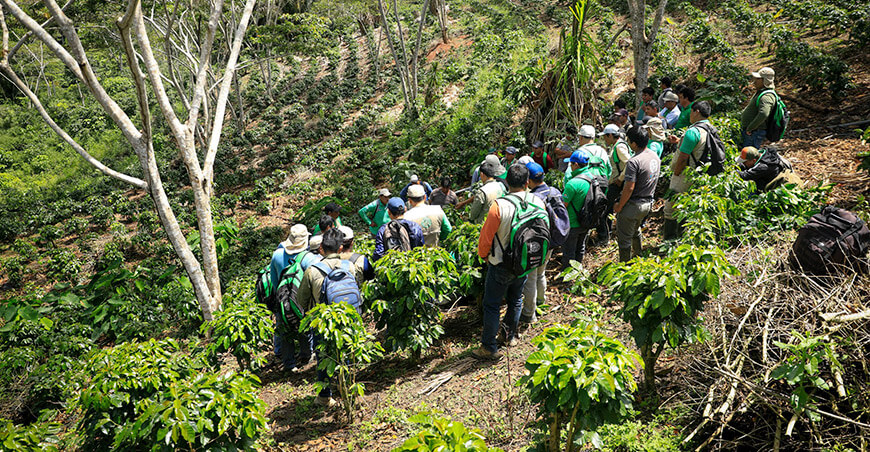 Impulsan poda sistemática que mejora la estructura del cultivo de café y aumenta su rentabilidad Devida Perú