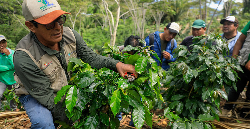 Impulsan poda sistemática que mejora la estructura del cultivo de café y aumenta su rentabilidad Devida Perú