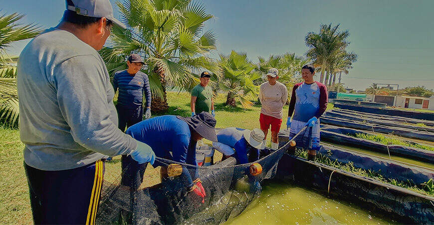 Devida y Produce fortalecen capacidades de piscicultores del Vraem mediante pasantía técnica en Piura