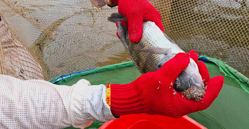 Devida y Produce fortalecen capacidades de piscicultores del Vraem mediante pasantía técnica en Piura