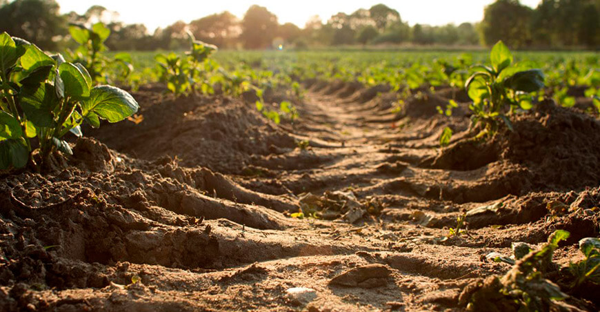 Día Mundial del Suelo FAO