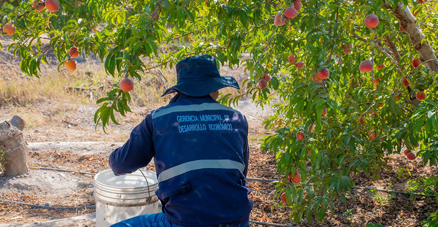 Refuerzan acciones fitosanitarias para proteger la producción del Valle de Cinto frente a la mosca de la fruta Tacna Perú
