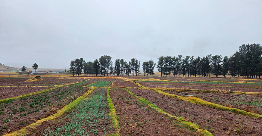 Escasez de lluvias afecta actividades agropecuarias de la campaña agrícola Perú Senamhi