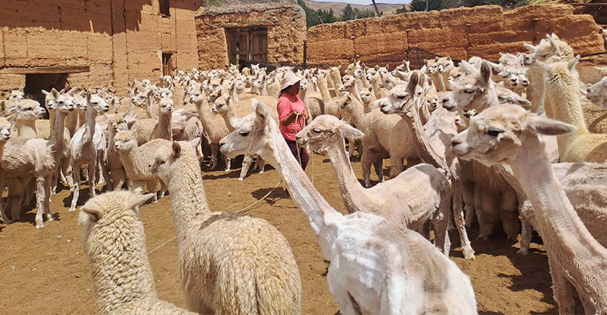 esquila alpacas Junín Perú