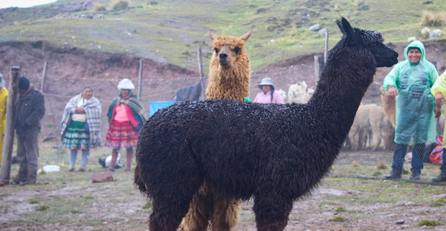 Feria Intercomunal Mamuera 2025 pondrá en valor la ganadería y producción local de Maranganí Cusco remate camélidos sudamericanos