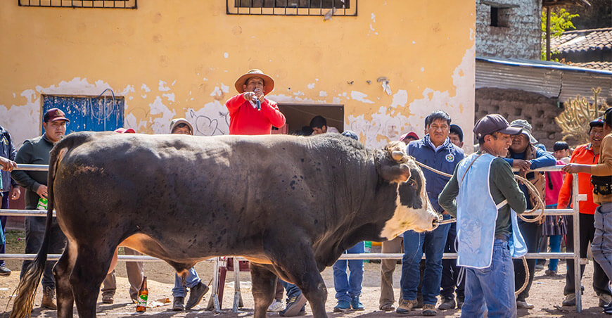 Festival del Toro Engordado Andahuaylillas Cusco Perú
