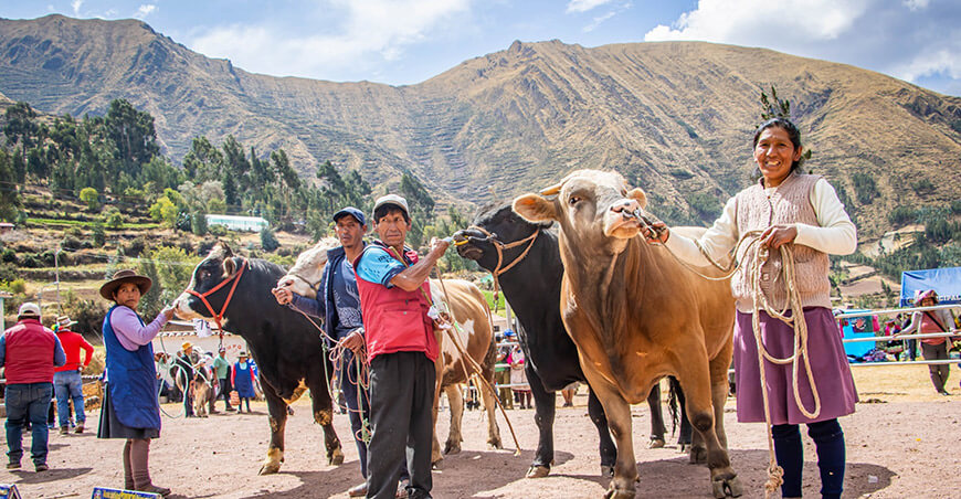 Festival del Toro Engordado Andahuaylillas Cusco Perú 