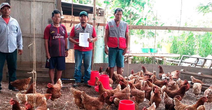 Diversifican ingresos monetarios de nativos kukamas kukamirias y colonos con emprendimientos rurales crianza aves domésticas Loreto Foncodes Perú